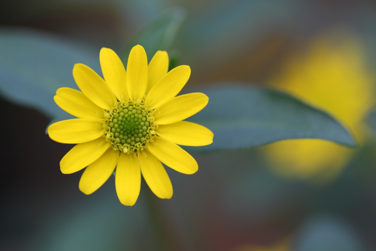 Beautiful yellow flowers 4K pictures