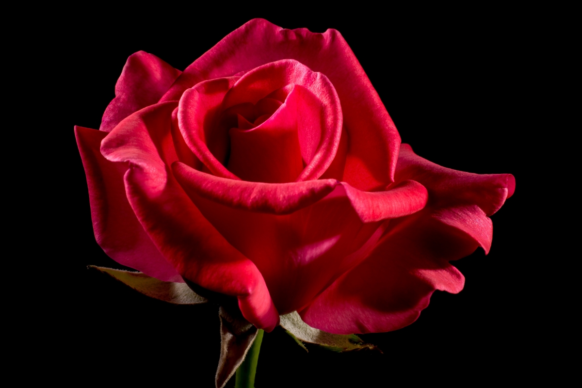 Beautiful red rose pictures