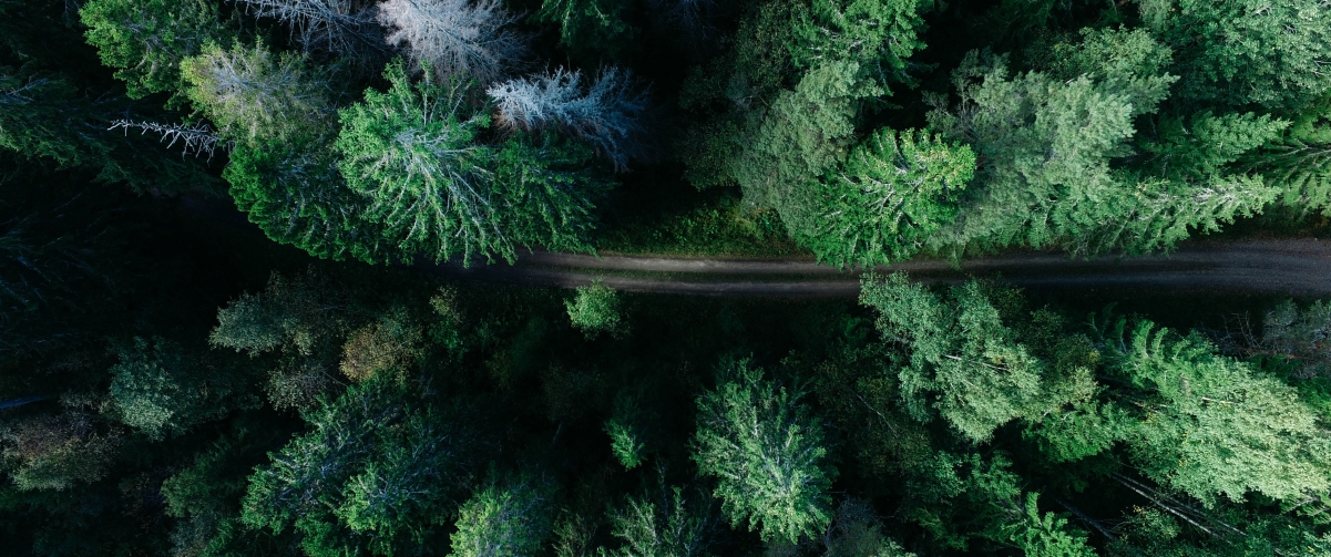 Remote forest road overlooking the scenery photo