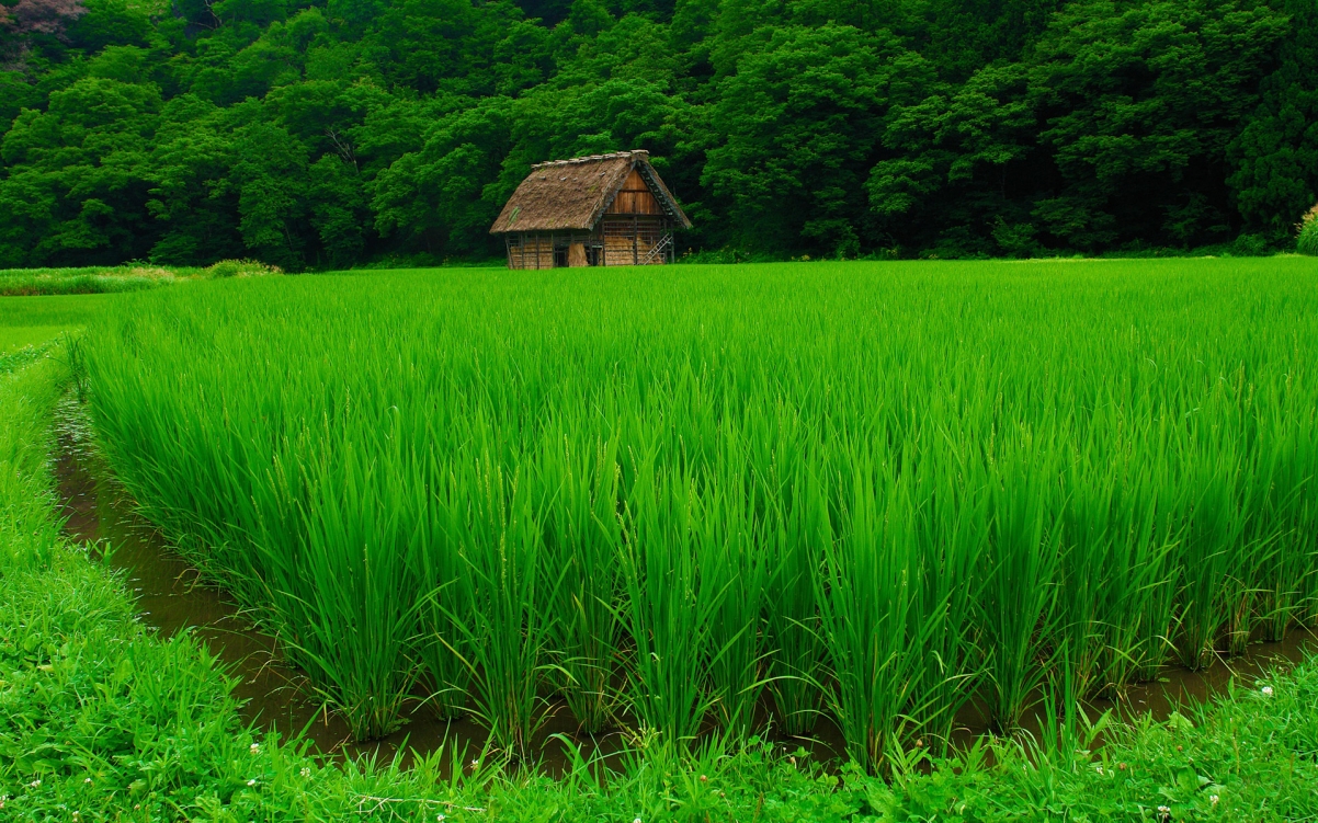 Countryside, rice, house, trees, landscape