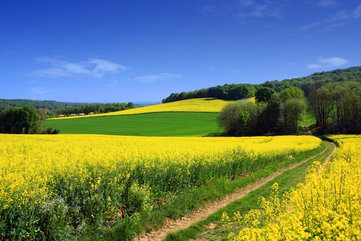Farm rape flower forest blue sky