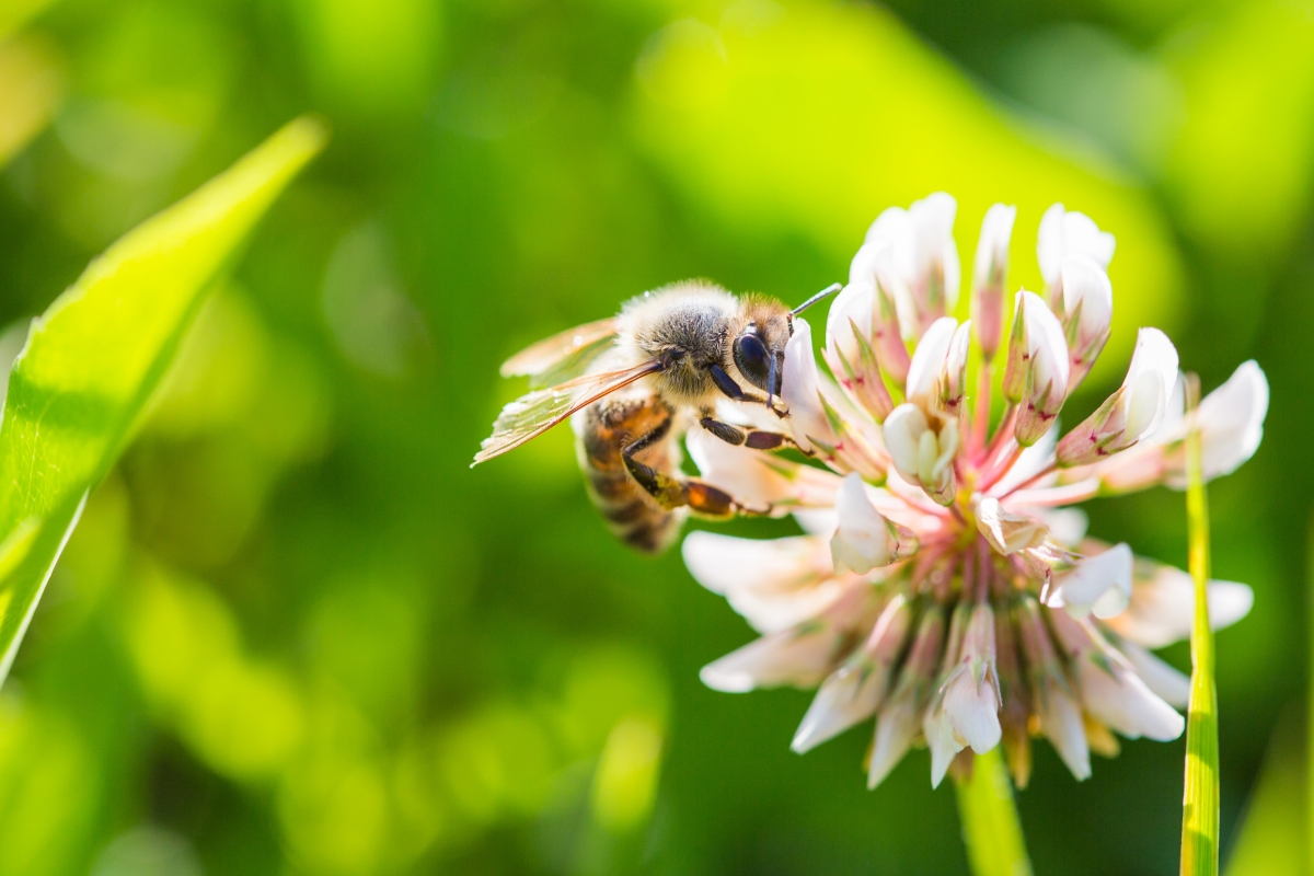 Bee collecting nectar on white clover flower 4k wall