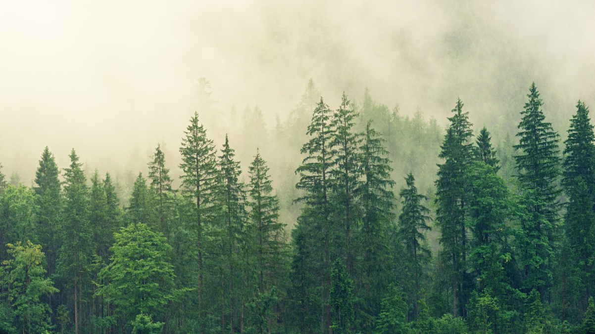 Foggy forest green woods 4k wallpaper