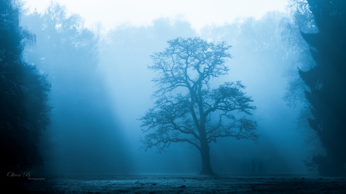 Misty Forest 4K Landscape Wallpaper