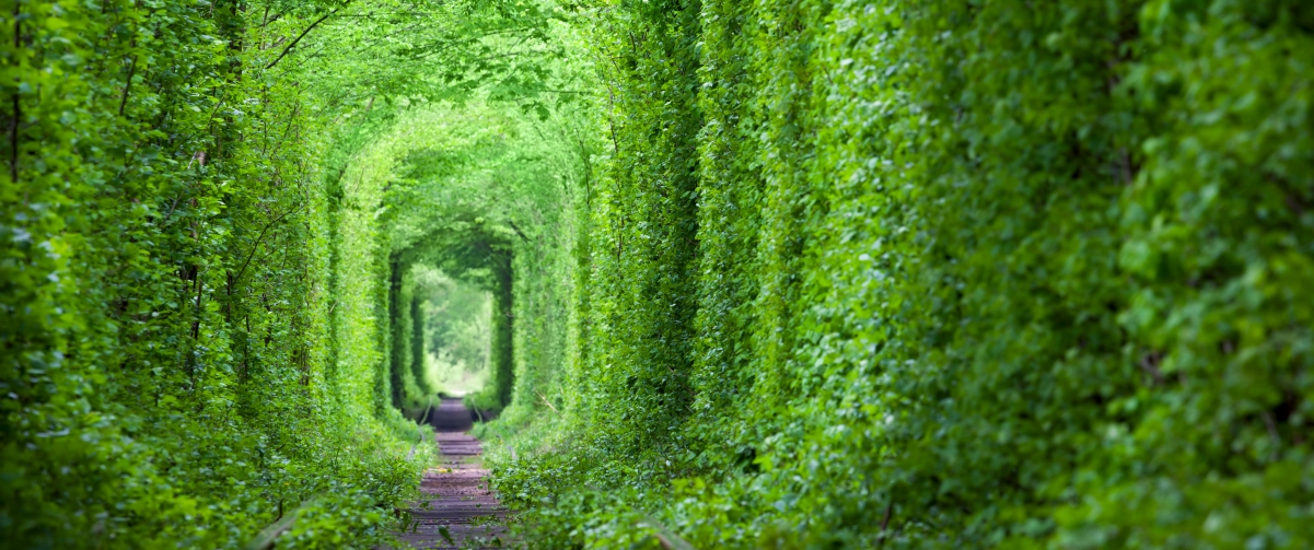 Fantastic love tunnel with green trees and