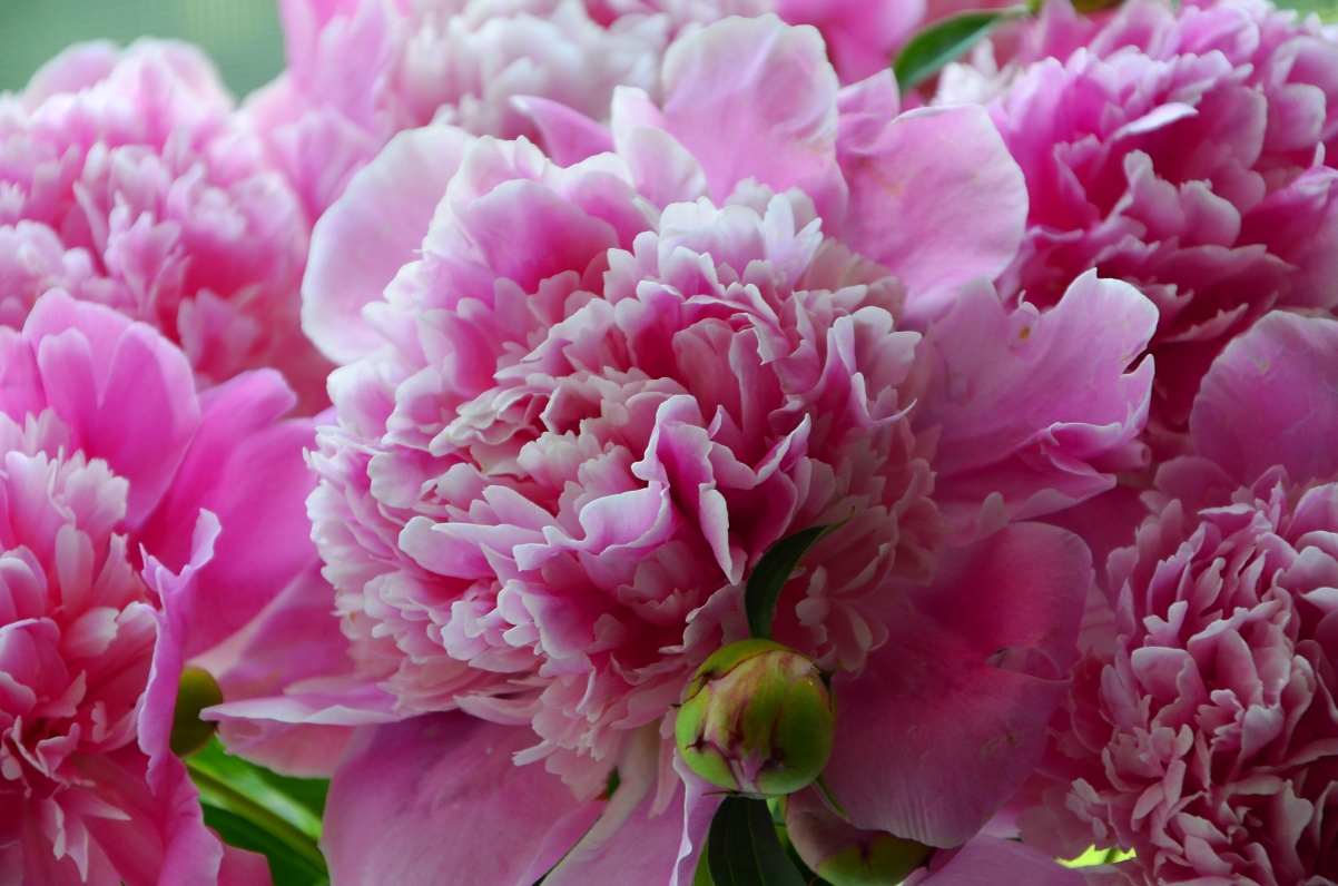 Beautiful Peony Flower 4K Wallpaper