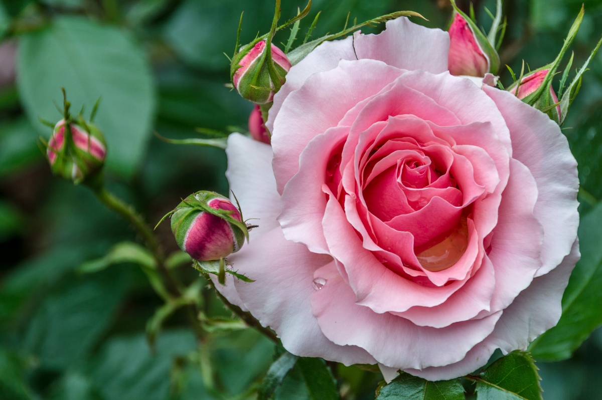 Beautiful Rose Flower 4K Wallpaper