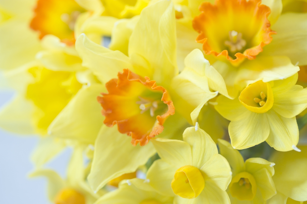 Beautiful yellow flowers 4K wallpaper