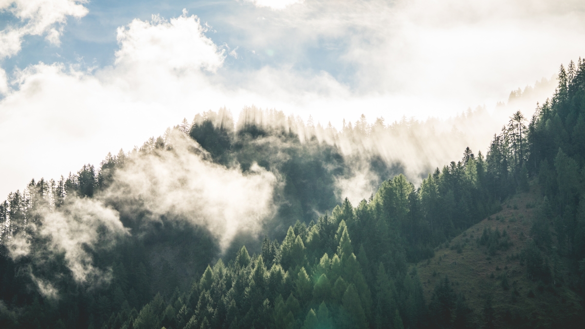 Beautiful morning mountain forest fog scenery 4k