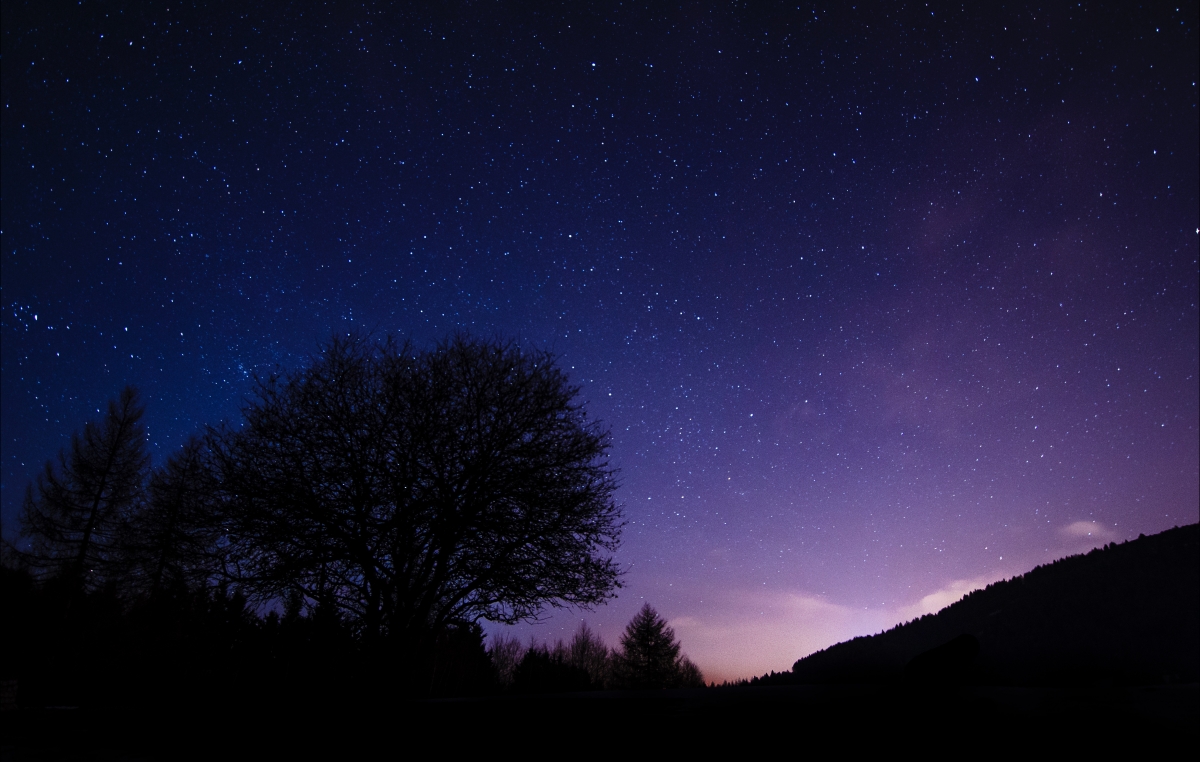 Beautiful night tree starry sky 4K wall