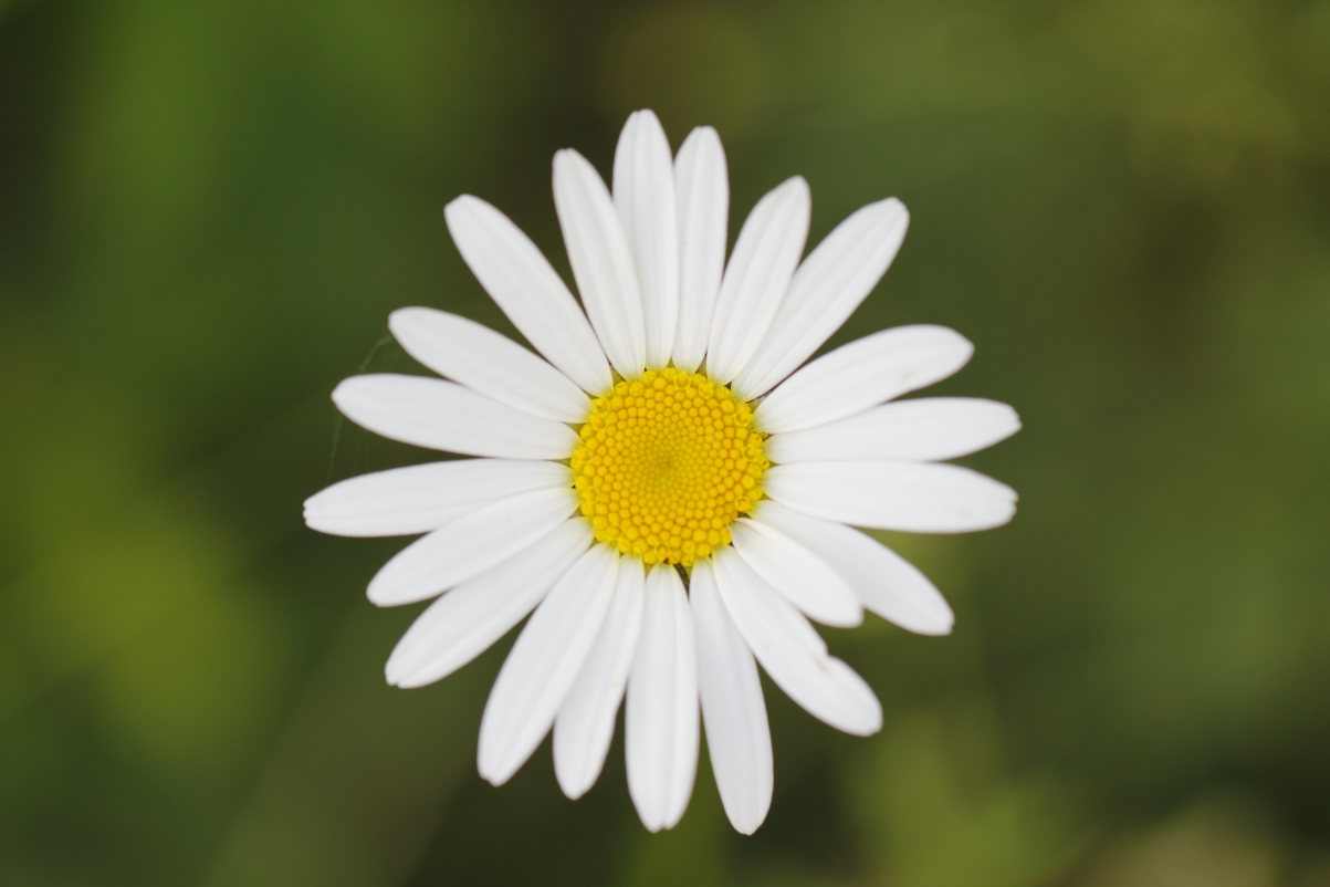 Beautiful chamomile flower 5K HD wall
