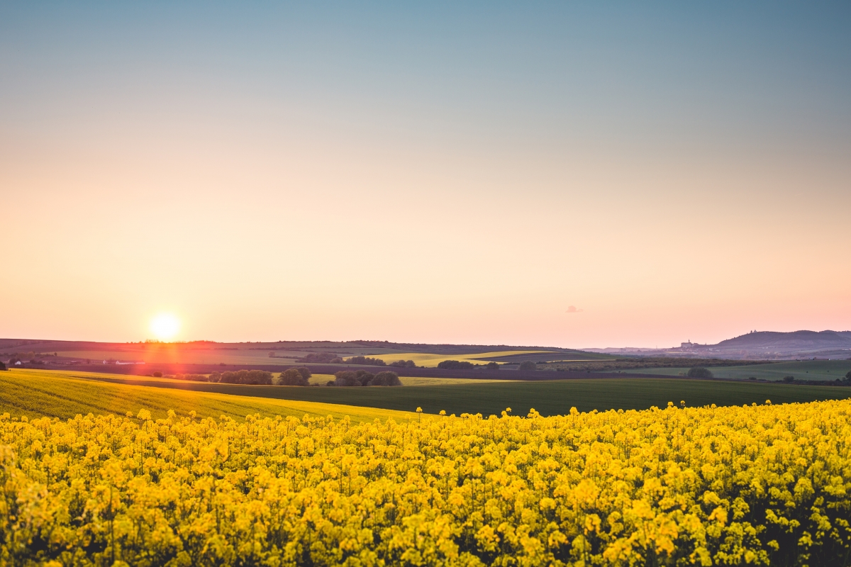 Beautiful sunset yellow rapeseed flowers