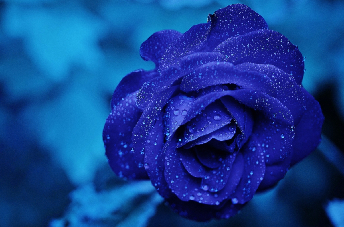 Beautiful blue rose 4k HD wall