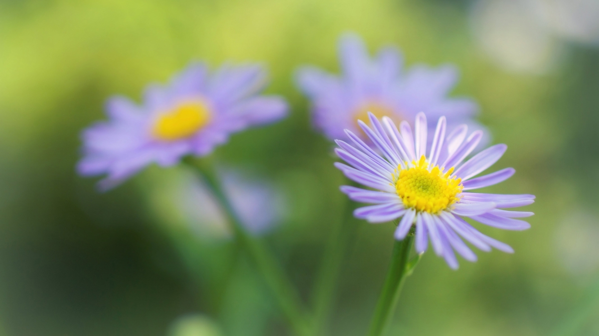 Beautiful flowers 4k wallpaper