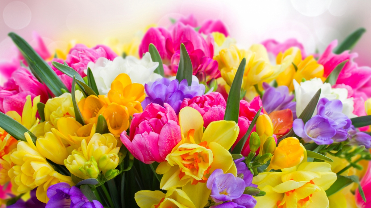 Beautiful spring flowers 4k hd