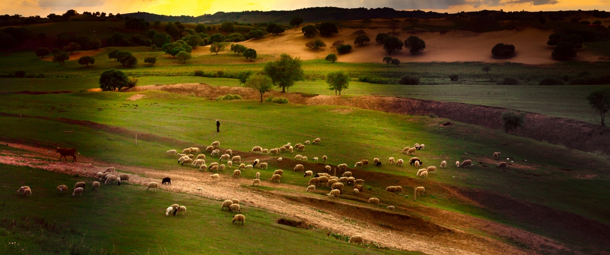 Beautiful prairie sheep 3440x1