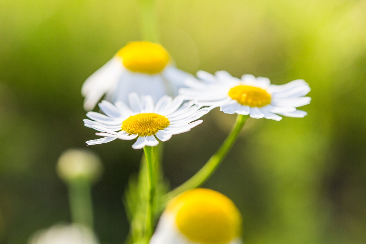 Beautiful daisies bright background 4k