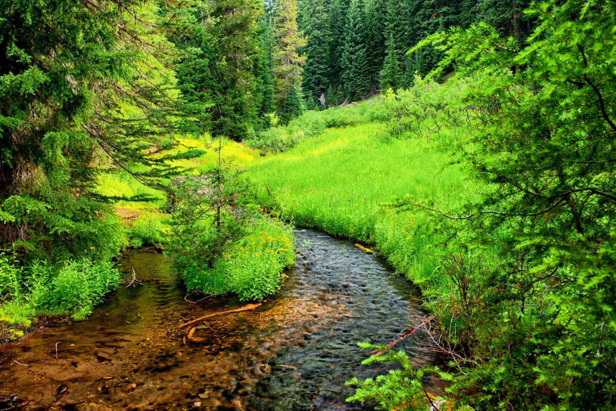 Creek in Crater Lake National Park, USA