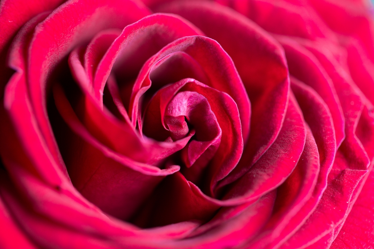 Rose flower macro photography 4k HD wall
