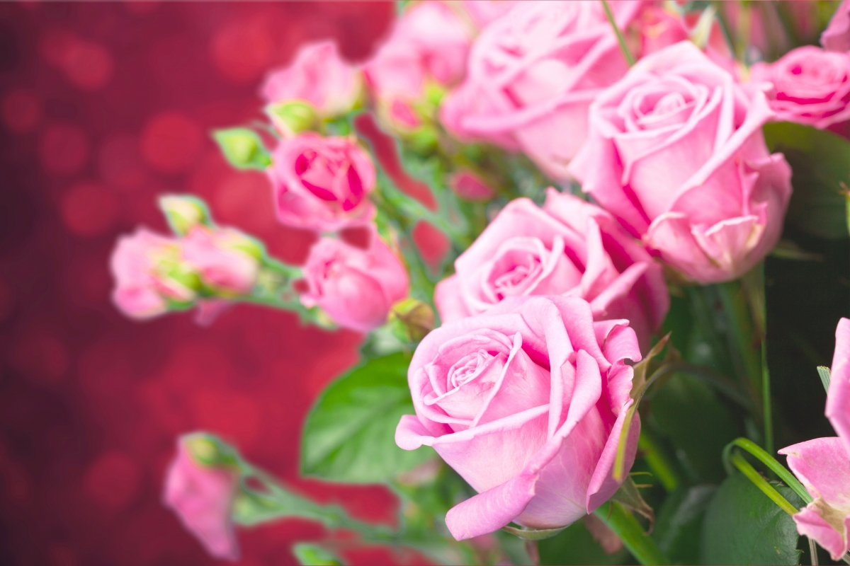 Rose flower photography 4k wallpaper picture