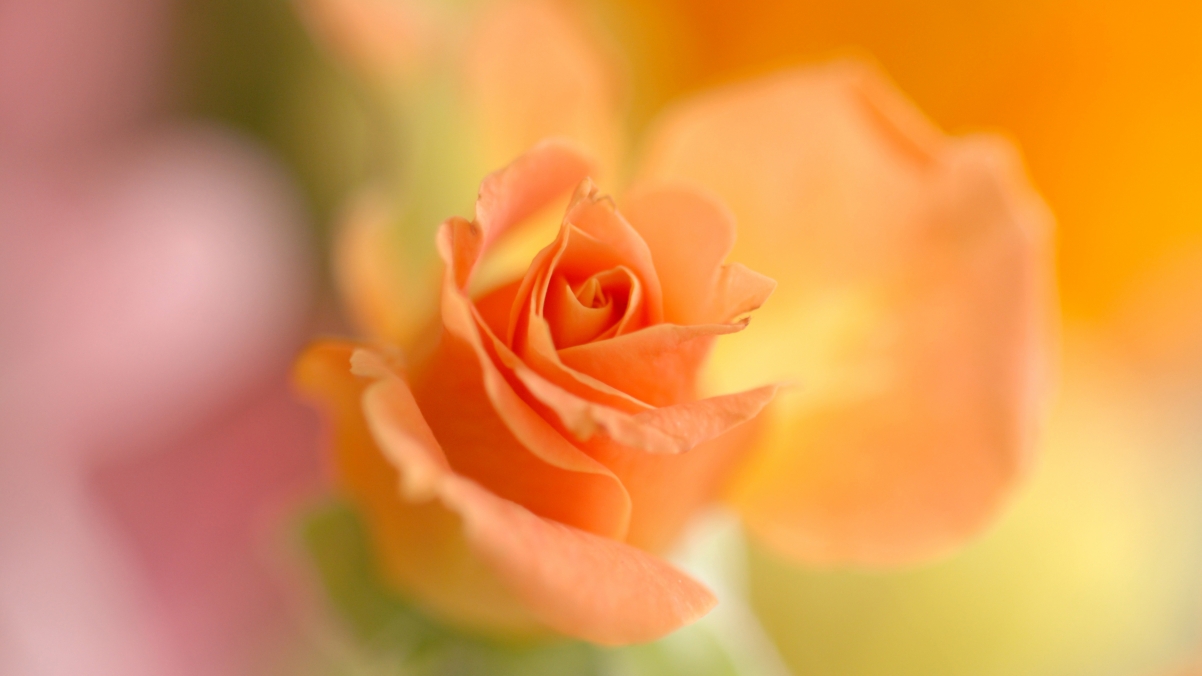 Rose flower rose petals 4k hd wall