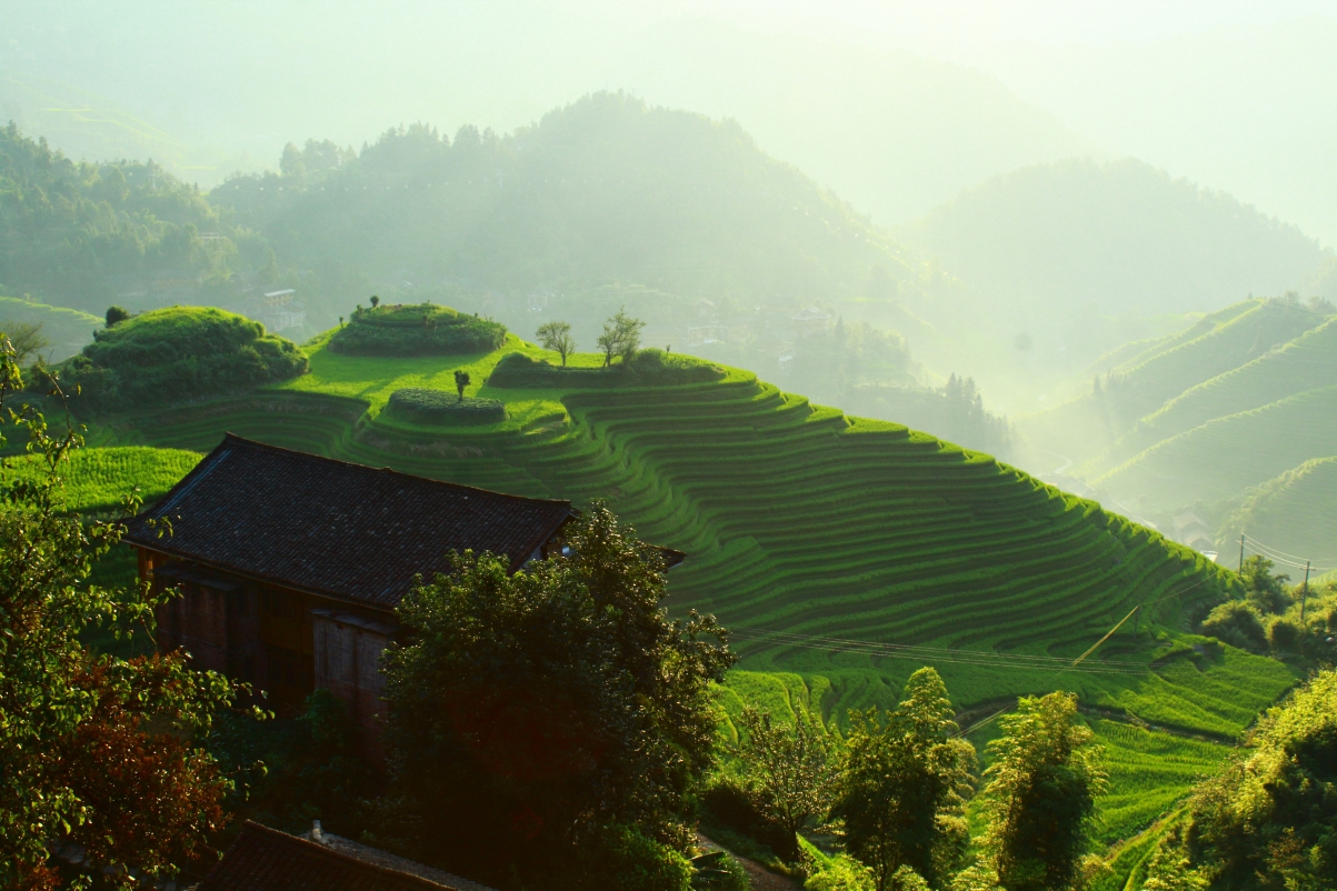 5k pictures of lush terraced fields