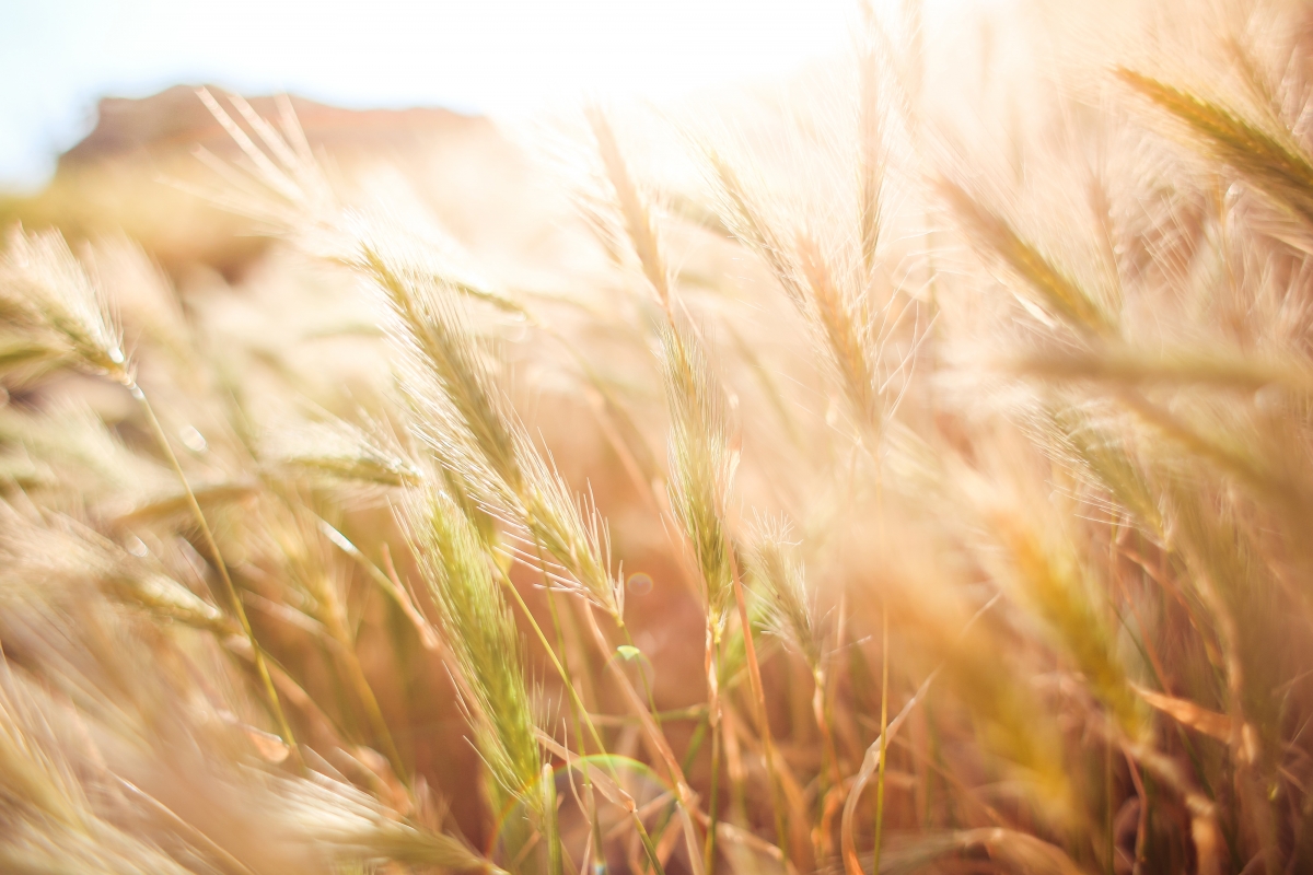 Wheat field 4k landscape picture