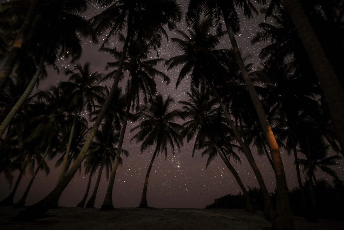 Maldives coconut tree night starry sky