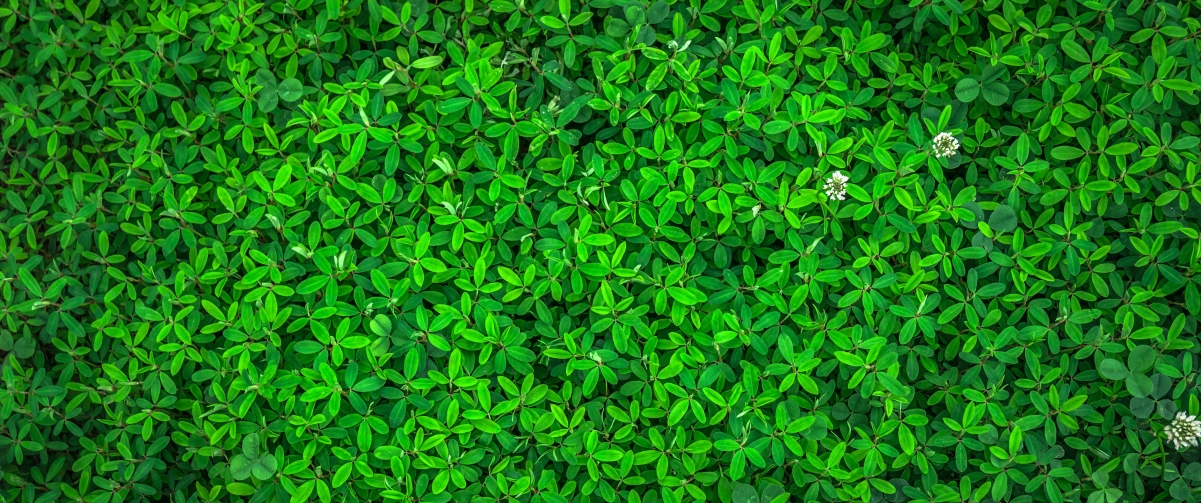 Green leafy plant eye protection 3440x1440 wall