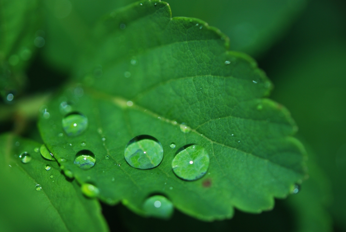 Water droplets on green leaves photography pictures