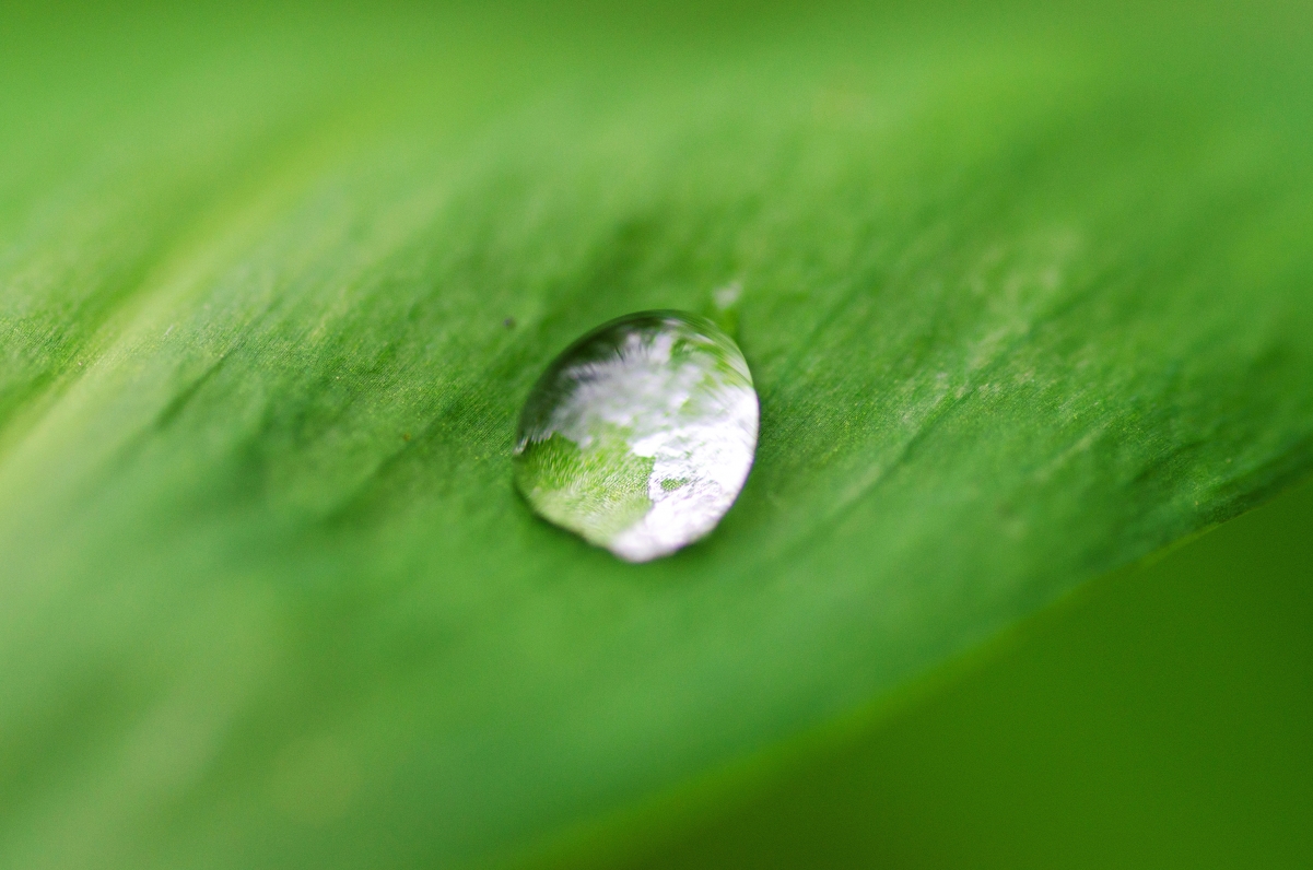 Water droplets on green leaves 4K eye protection wallpaper