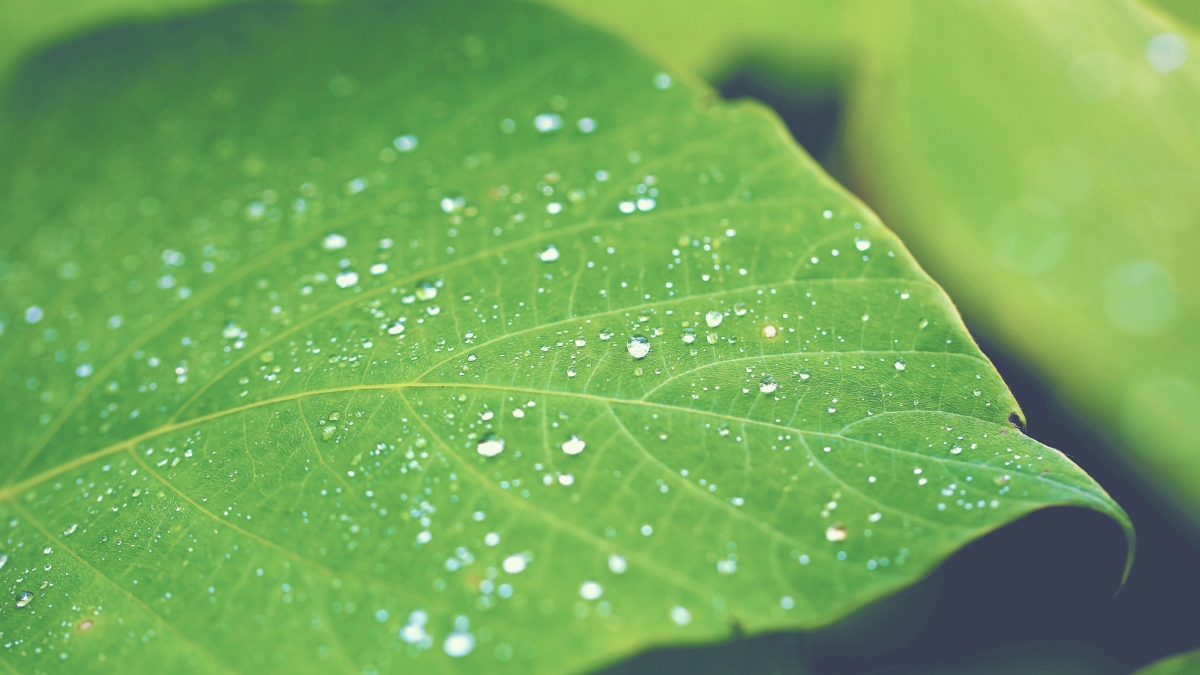 Green leaf dewdrops HD big picture