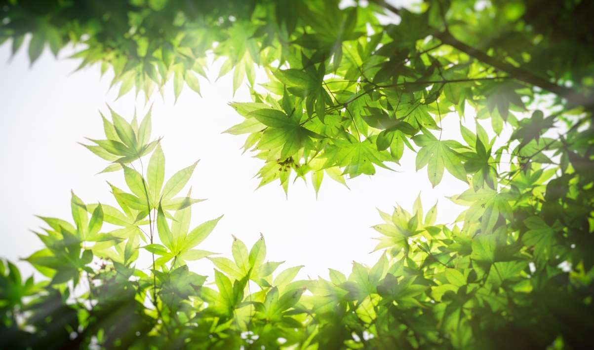 Green Leaf 4k Ultra HD Eye Protection Wallpaper
