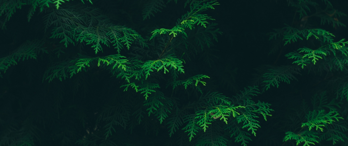 Green Pine Leaf 3440x1440 Eye Protection Wallpaper