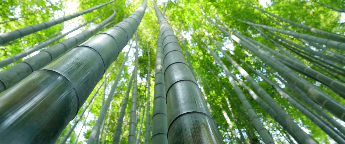 Green bamboo forest scenery 3440x1440 wall