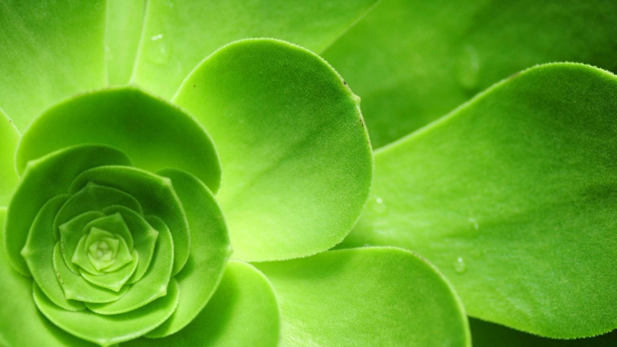 Green Plant Eye Protection 5K HD Wallpaper