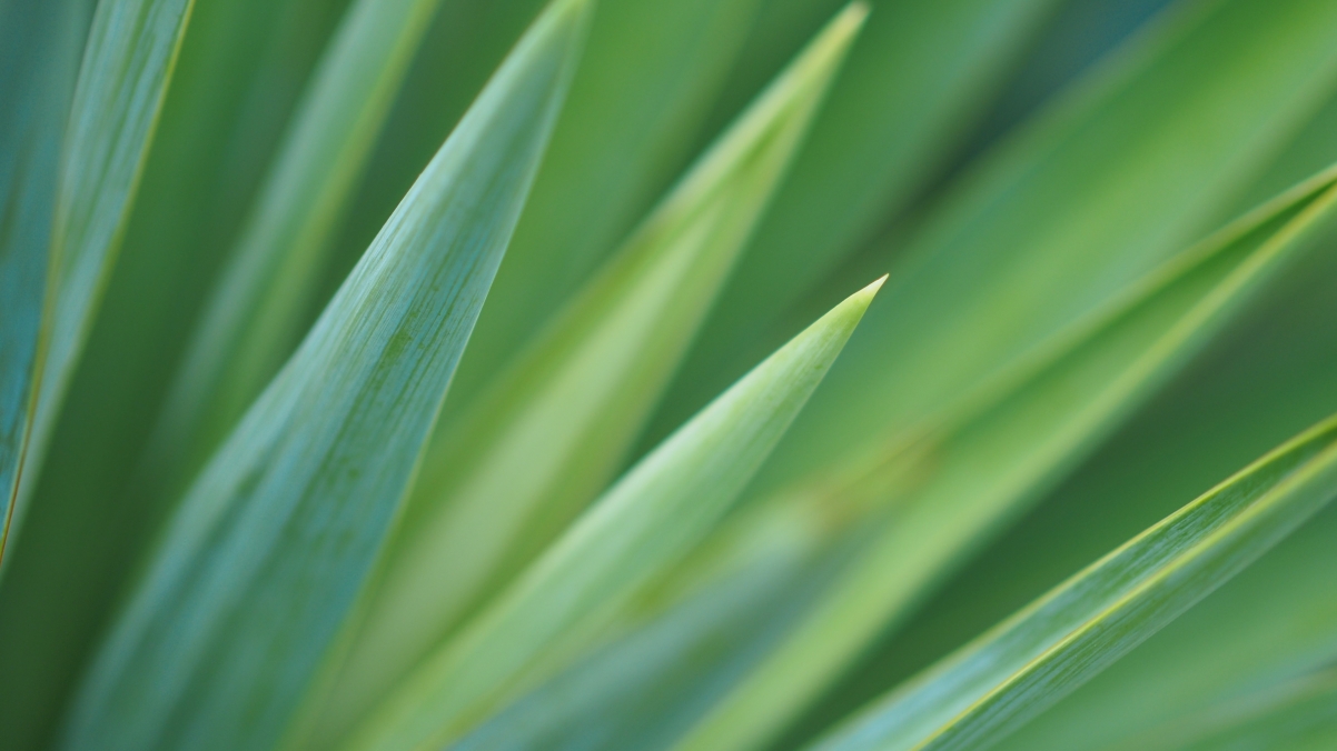 Green plant eye protection 4k desktop wallpaper