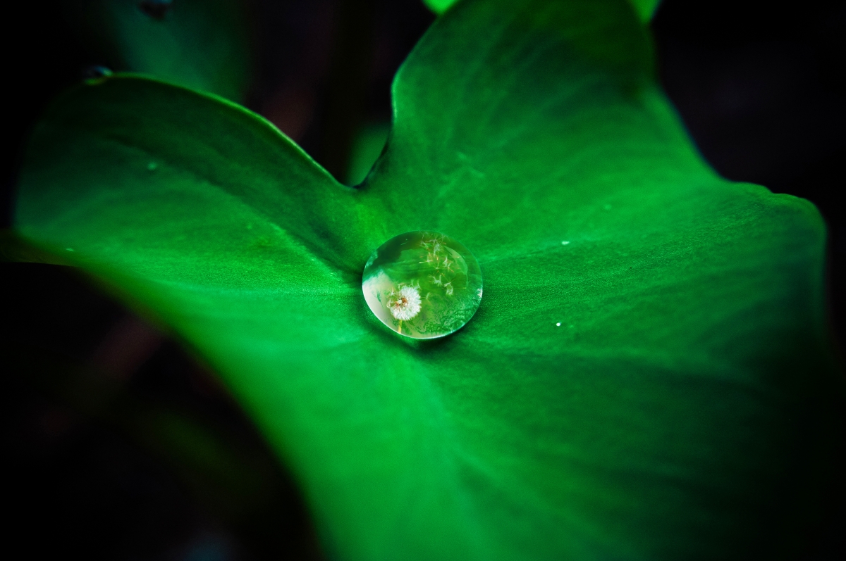 Dandelion with green leaves and drops of water