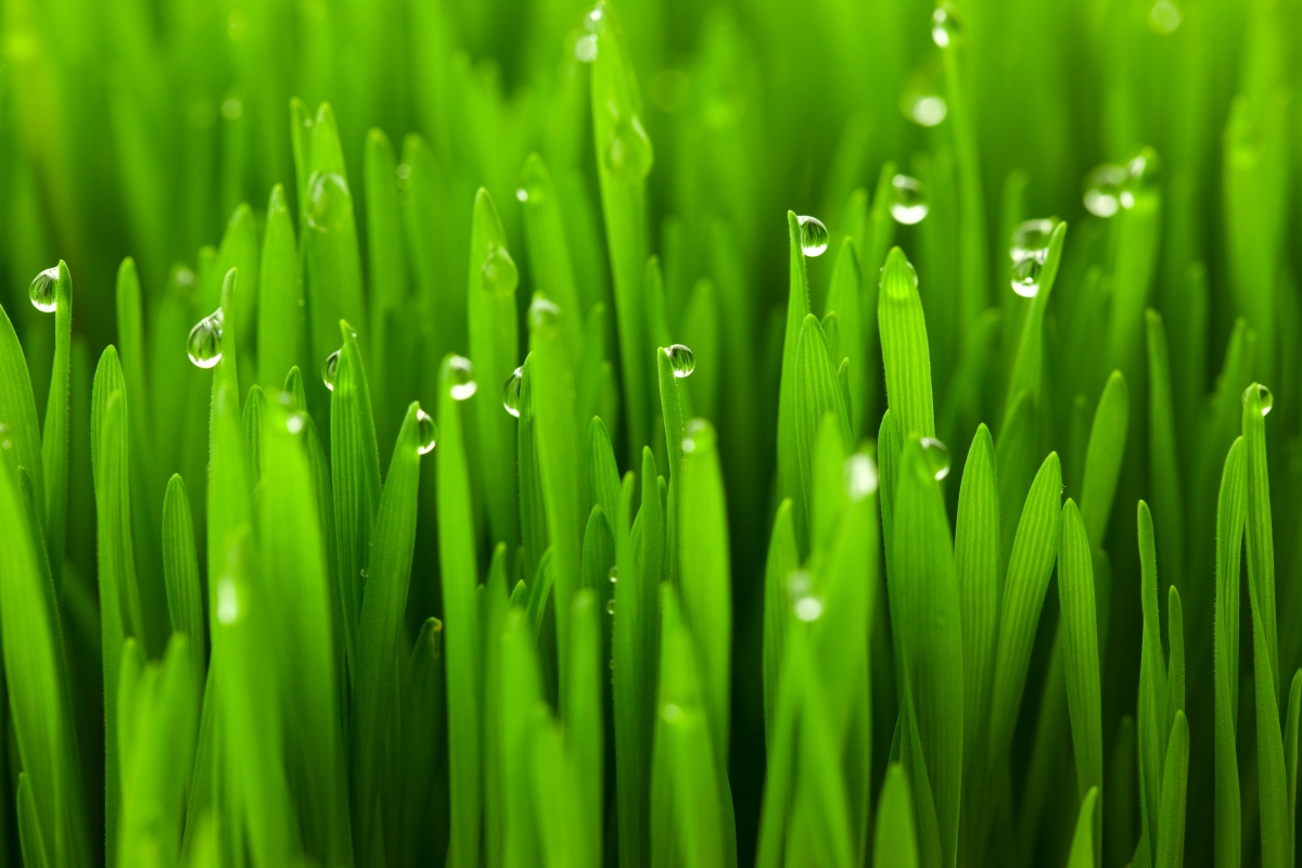 Green wheatgrass dew dew protection