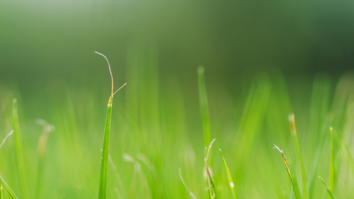 Green grass eye 4k wallpaper 3840