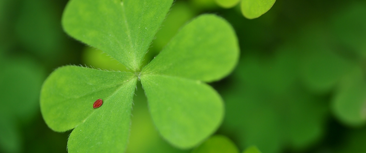 Green four-leaf clover 3440x1440 with fish
