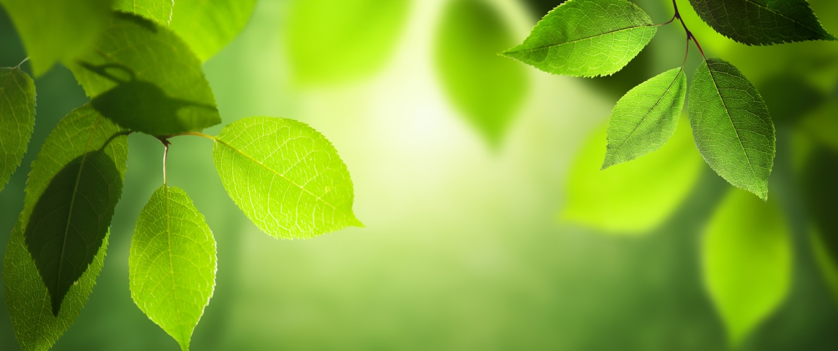 Green leaves natural eye protection 3440x1