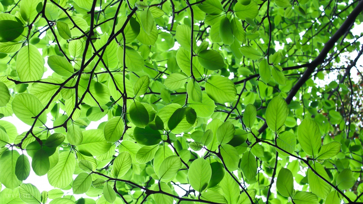 Green leaves eye protection 5k desktop wallpaper