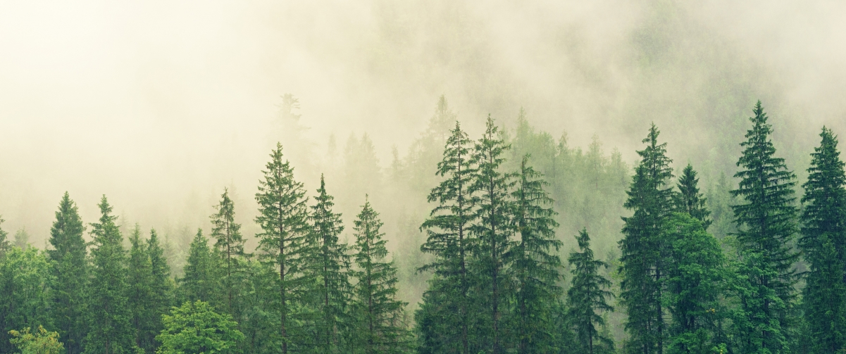 Green forest 3440x1440 landscape wall