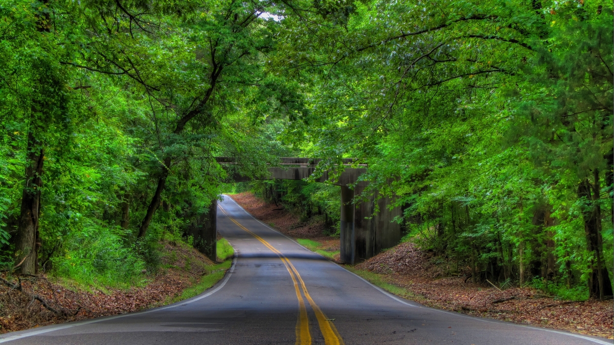 Green forest country road 4K wind