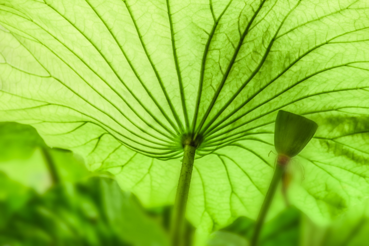 Green lotus leaf 4K eye protection wallpaper