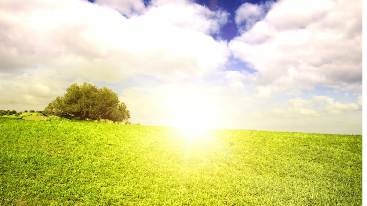 Green landscape playground with small trees seductive
