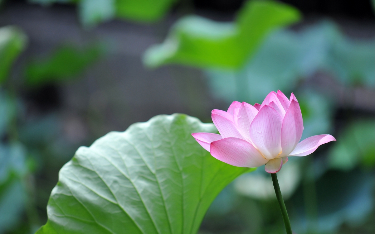 Green pink lotus 4K wallpaper