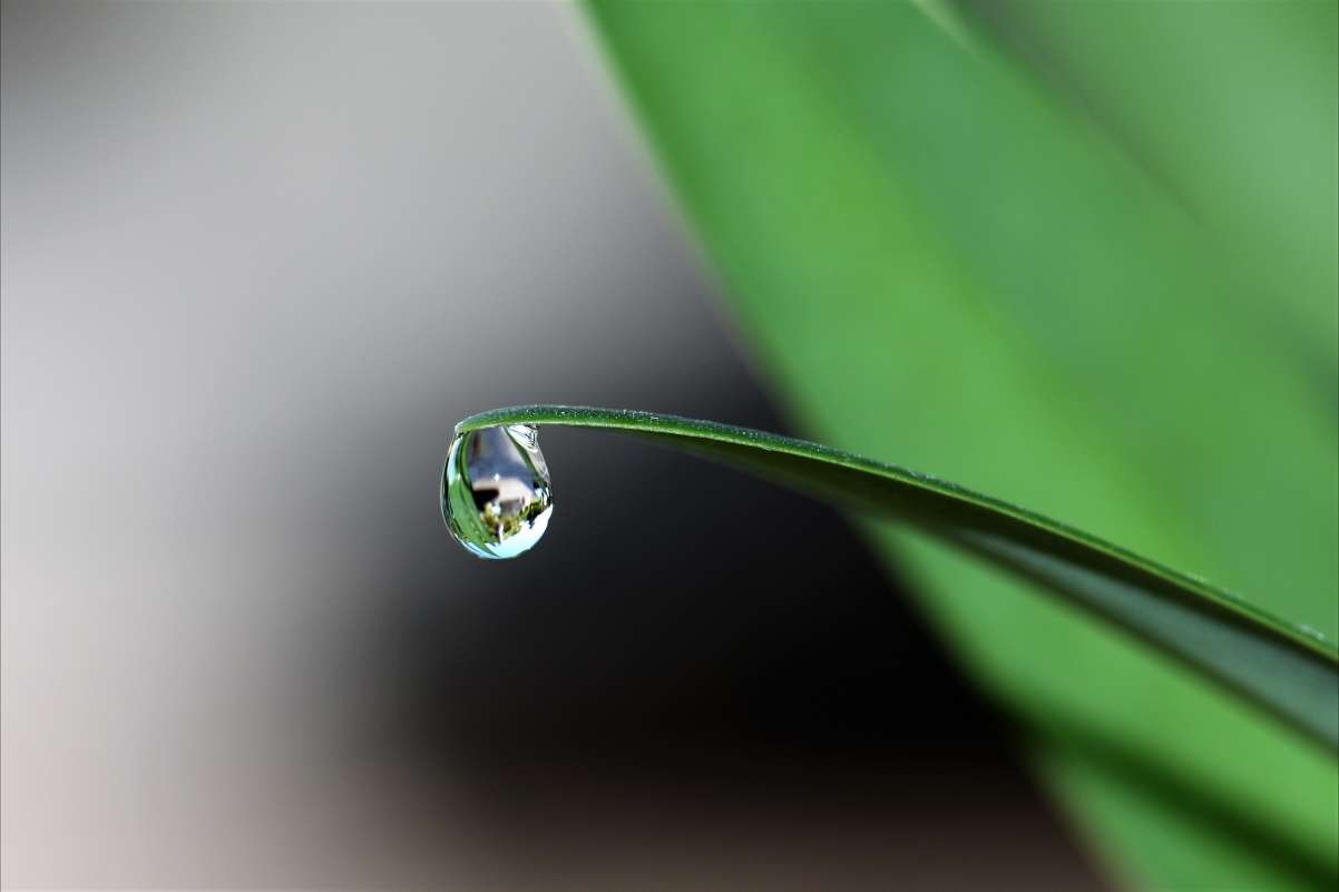 Green plant water drops 4K wallpaper