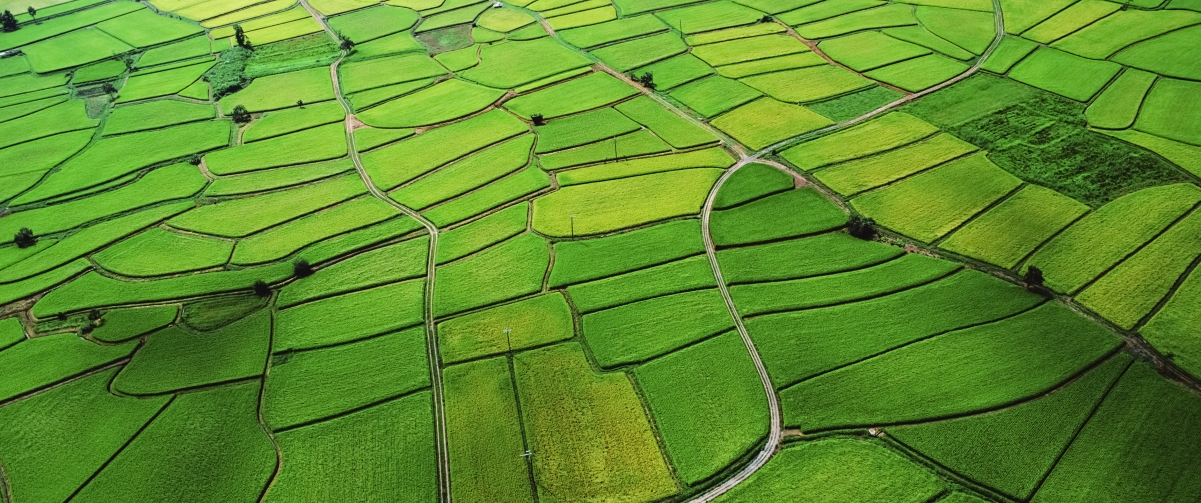 Green rice field 3440x1440 landscape wall